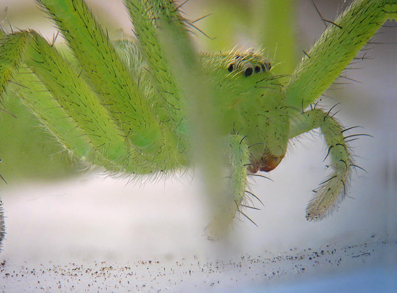 Micrommata virescens